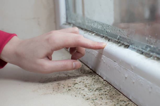 Best Mold Removal for HVAC Installations  in Woodfield, SC